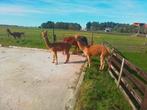 Alpaca merrie, Dieren en Toebehoren, Augustus, Vrouwelijk