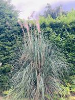 Pampasgras, Tuin en Terras, Planten | Tuinplanten, Ophalen, Volle zon, Vaste plant, Siergrassen