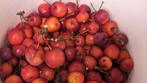 Kerst appeltjes malus kleine appeltjes voor kerststukjes, Ophalen of Verzenden, Nieuw