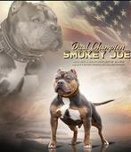 American Bully Pups ABKC Stamboom Champion Smokey Joe x Cali, Dieren en Toebehoren, Overige rassen, Teef, Meerdere, Nederland