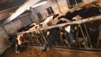 Holstein pinken 100% stamboek, Dieren en Toebehoren, Runderen, Vrouwelijk, 0 tot 2 jaar