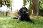 Labmaraner pups ( labrador x weimaraner ), Dieren en Toebehoren, Nederland, Overige rassen, CDV (hondenziekte), 8 tot 15 weken
