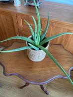 aloe vera, Ophalen, Vetplant, Halfschaduw, Minder dan 100 cm