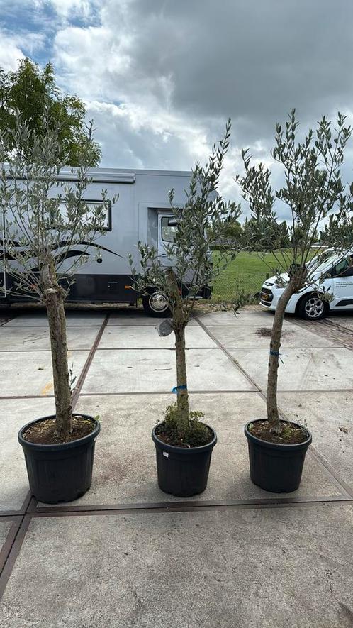 Extra vakantie aan bieding deze 3 olijven  99,50, Tuin en Terras, Planten | Tuinplanten, Vaste plant, Overige soorten, Volle zon