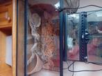 Terraruim, Dieren en Toebehoren, Reptielen en Amfibieën | Toebehoren, Ophalen, Gebruikt, Terrarium of Paludarium