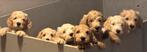 Prachtige medium labradoodle pups, Dieren en Toebehoren, Honden | Retrievers, Spaniëls en Waterhonden, Rabiës (hondsdolheid), Overige rassen