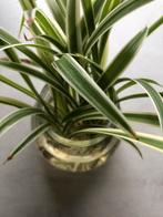 Stekjes kamerplant €1, Huis en Inrichting, Kamerplanten, Groene kamerplant, Ophalen, Overige soorten, Minder dan 100 cm