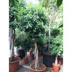Ficus Microcarpa 'nitida' - Stam Etage 2-bol g32793, Tuin en Terras, Planten | Tuinplanten, Ophalen of Verzenden