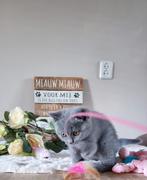 Britse/Brits Korthaar kitten met stamboom, mag gelijk mee, Dieren en Toebehoren, Katten en Kittens | Raskatten | Korthaar, Meerdere dieren