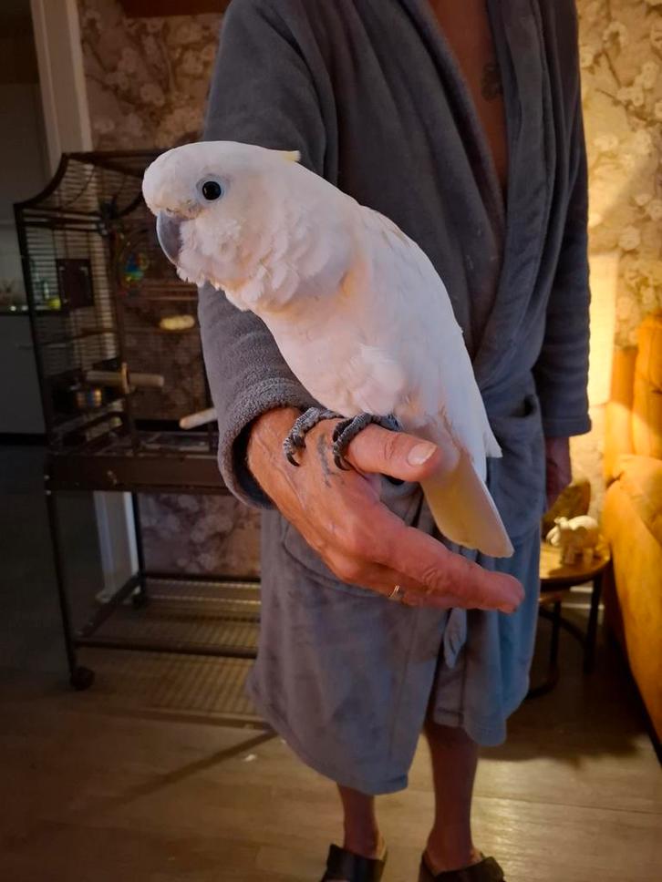 Mega superlieve geelkuif kaketoe, Dieren en Toebehoren, Vogels | Parkieten en Papegaaien, Papegaai, Vrouwelijk, Pratend, Tam, Geringd
