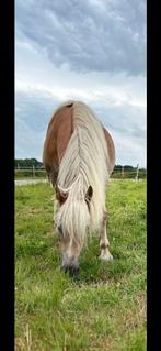 Haflinger merrie, Dieren en Toebehoren, Pony's, B, Gechipt, 11 jaar of ouder, Recreatiepony