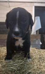 Dalmador pups, Dieren en Toebehoren, Overige rassen, Meerdere, Meerdere dieren, 3 tot 5 jaar