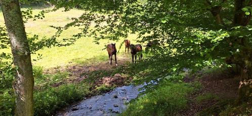 Opfok Duitsland, Dieren en Toebehoren, Stalling en Weidegang, Opfok