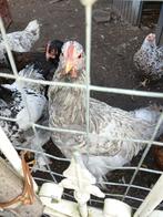 7 kippen en 3 hanen, Dieren en Toebehoren, Meerdere dieren, Kip