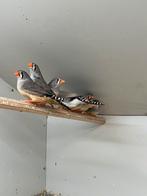 Kleine Zebravinken Wildkleur, Meerdere dieren, Tropenvogel