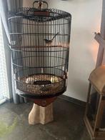 Schamalijster man inclusief kooi, Dieren en Toebehoren, Vogels | Overige Vogels, Mannelijk, Geringd