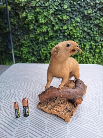 Prachtige Hermelijn Opgezet op Hout - Taxidermie, Taxidermia beschikbaar voor biedingen