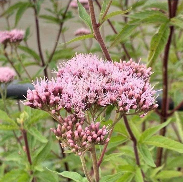 Koninginnekruid zaden - Inheems, Tuin en Terras, Bloembollen en Zaden, Volle zon, Ophalen of Verzenden