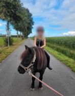 Lieve Shetland pony – een echte knuffelpony