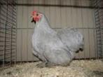 Cochin krielkippen, Dieren en Toebehoren, Pluimvee, Vrouwelijk, Kip