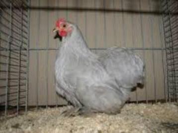 Cochin krielkippen beschikbaar voor biedingen