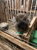 Baard konijn, Dieren en Toebehoren, Konijnen, Mannelijk, Middelgroot, 0 tot 2 jaar