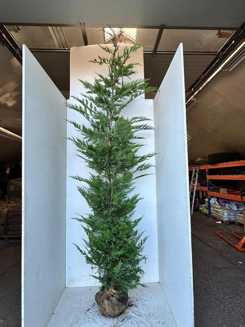 Leylandii conifeer. Snelgroeiende coniferen 275cm haagplant, Tuin en Terras, Planten | Struiken en Hagen, Conifeer, 100 tot 250 cm
