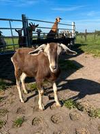 Jonge toggenburger geit, Dieren en Toebehoren, Schapen, Geiten en Varkens, Vrouwelijk, Geit