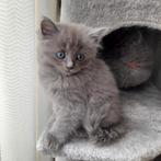 Mooie kruising Ragdoll / Noorse boskat kittens, Met stamboom