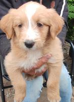 Doodle pups teefjes. Abrikoos en blond, middelmaat., Dieren en Toebehoren, Honden | Niet-rashonden, CDV (hondenziekte), 8 tot 15 weken