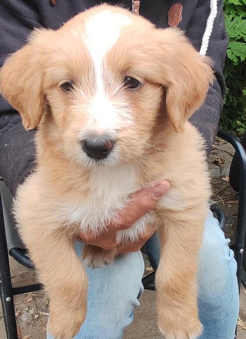 Doodle pups teefjes. Abrikoos en blond, middelmaat., Dieren en Toebehoren, Honden | Niet-rashonden, Middel, Teef, Particulier