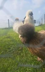 GEZOCHT USA Zijdehoen HENNEN, Dieren en Toebehoren, Pluimvee, Vrouwelijk, Kip
