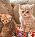 British Kort Haar Kitten (NOG 2(man)KİTTEN Beschikbaar), Dieren en Toebehoren, Katten en Kittens | Raskatten | Korthaar, Meerdere dieren