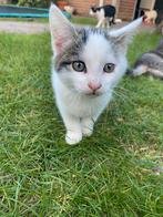 Kitten, Dieren en Toebehoren, Kater, Kortharig, 0 tot 2 jaar