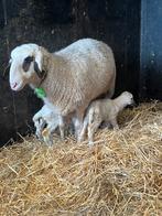 Brilschapen, Dieren en Toebehoren, Stalling en Weidegang