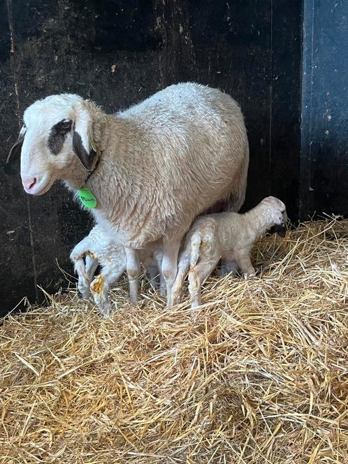 Brilschapen, Dieren en Toebehoren, Stalling en Weidegang