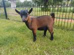 Bruin/zwart bokje, Dieren en Toebehoren, Schapen, Geiten en Varkens, Mannelijk, Geit