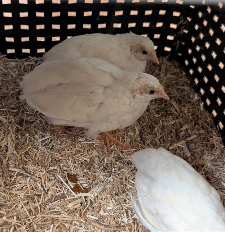 Te koop Chinese dwergkwartels, Dieren en Toebehoren, Vogels | Overige Vogels, Meerdere dieren