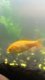 Gele goudvis, Dieren en Toebehoren, Vissen | Vijvervissen, Goudvis(sen)