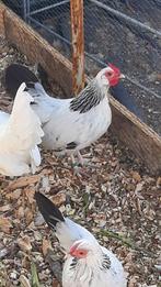 java kriel   Haan, Dieren en Toebehoren, Pluimvee, Vrouwelijk, Kip