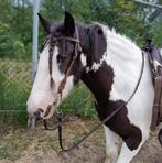 Tinker ruin 1,43cm 10 jaar, Dieren en Toebehoren, Paarden, Ruin, Recreatiepaard