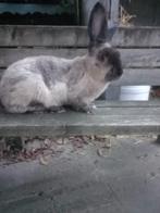 Te koop Duitse reus ram Siamees sable vienna drager, Dieren en Toebehoren, Konijnen, Mannelijk, Groot