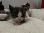 Kittens, Dieren en Toebehoren, Katten en Kittens | Overige Katten, Poes