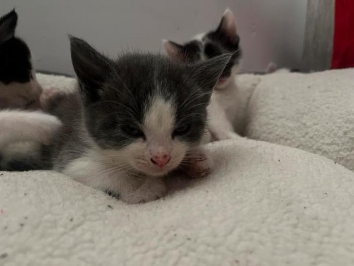 Kittens, Dieren en Toebehoren, Katten en Kittens | Overige Katten, Poes
