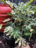 Grote Fatsia Spiderweb in boomkuip, Vaste plant, Halfschaduw, Herfst, Ophalen