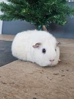 Groep cavia zeugjes/ cavia vrouw, Cavia, Vrouwelijk, Januari, Tam