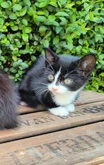 Nog 3 lieve zwarte en zwart-witte kittens te koop, Dieren en Toebehoren, Meerdere dieren, Kortharig, 0 tot 2 jaar