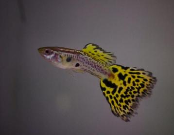 Cobra guppen cobra guppy te koop  beschikbaar voor biedingen