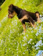 Doodleman, Dieren en Toebehoren, Honden | Retrievers, Spaniëls en Waterhonden, België, Particulier, Rabiës (hondsdolheid), 15 weken tot 1 jaar
