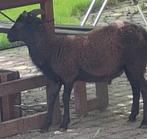 Gratis kameroenschaapje, ram., Dieren en Toebehoren, Schapen, Geiten en Varkens, Mannelijk, Schaap, 0 tot 2 jaar